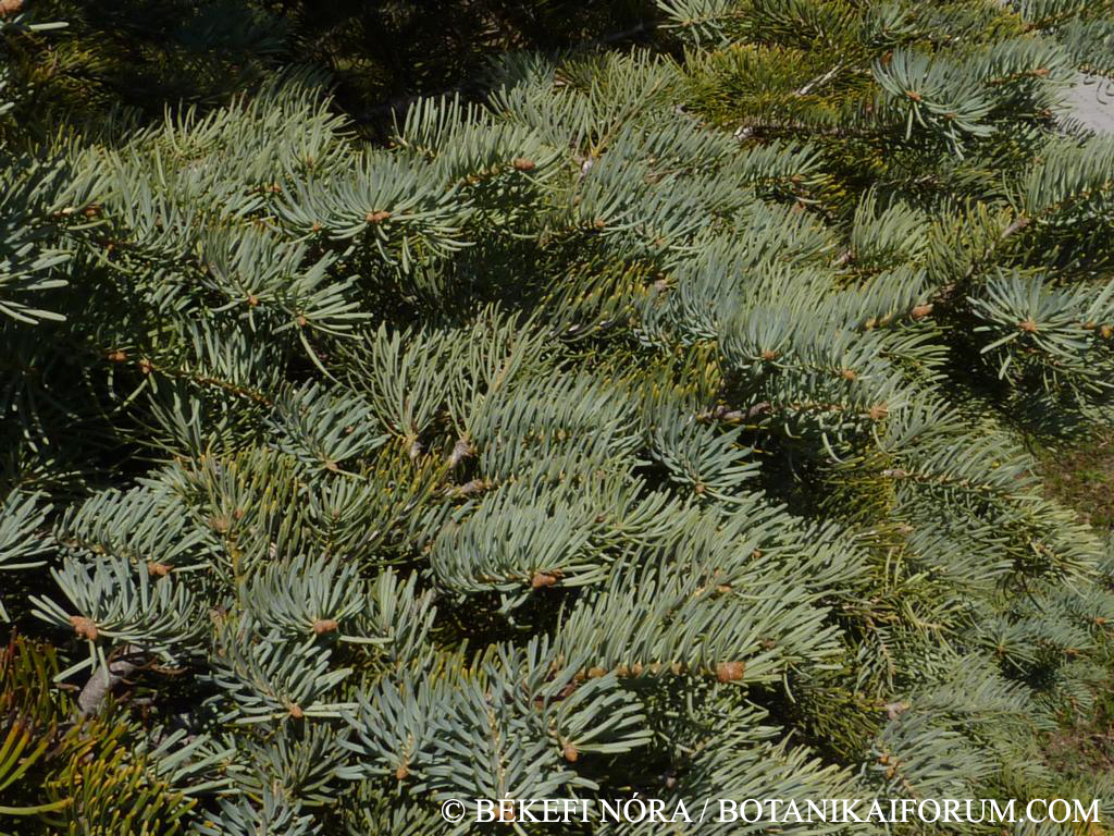 Abies concolor (Gordon) Hildebr.