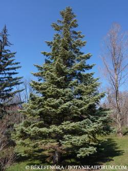 Abies concolor (Gordon) Hildebr. 2.Image