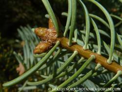 Abies concolor (Gordon) Hildebr. 3.Image