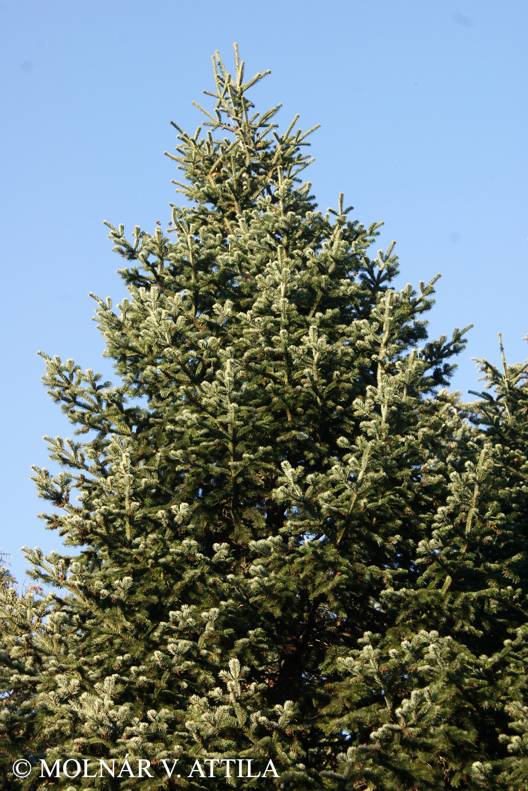 Abies nordmanniana (Steven) Spach