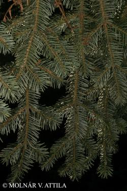 Abies nordmanniana (Steven) Spach 2.Image