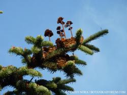 Abies nordmanniana (Steven) Spach 3.Image