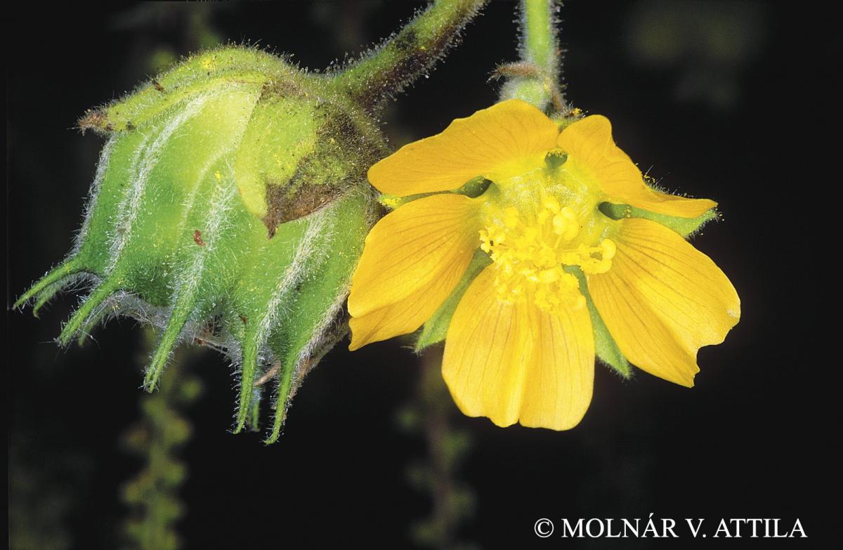 Abutilon theophrasti Medik.