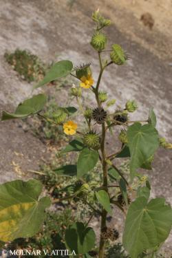 Abutilon theophrasti Medik. 2.Image