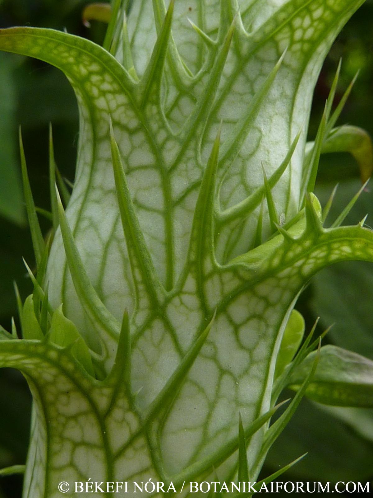 Acanthus balcanicus Heywood et I. Richardson
