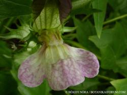 Acanthus balcanicus Heywood et I. Richardson 2.Kép