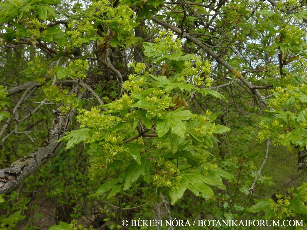 Acer campestre L.