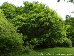 Acer campestre L. 3.Kép