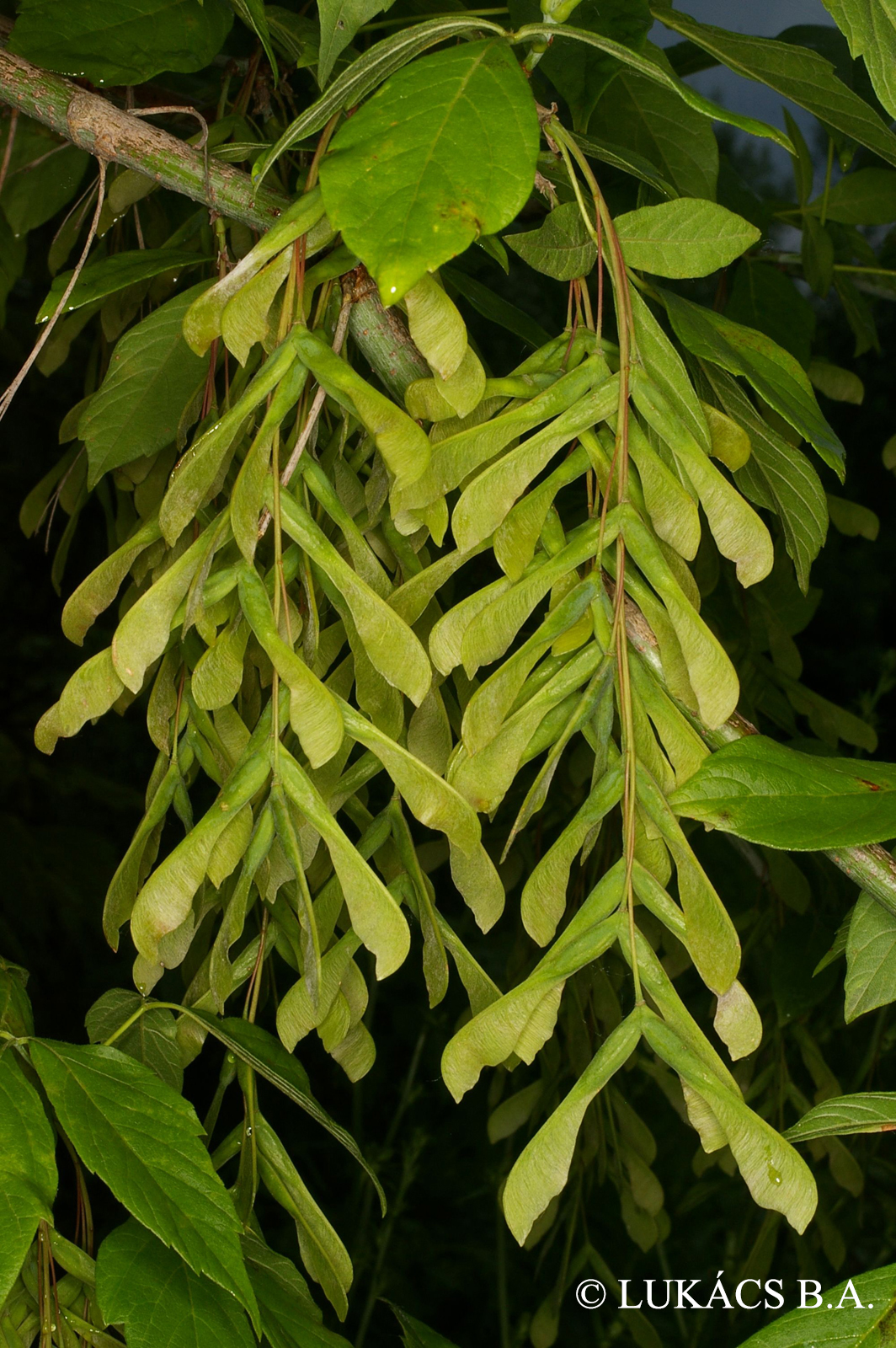 Acer negundo L.