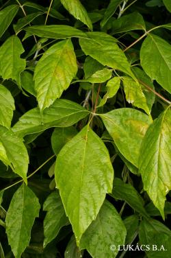 Acer negundo L. 2.Kép