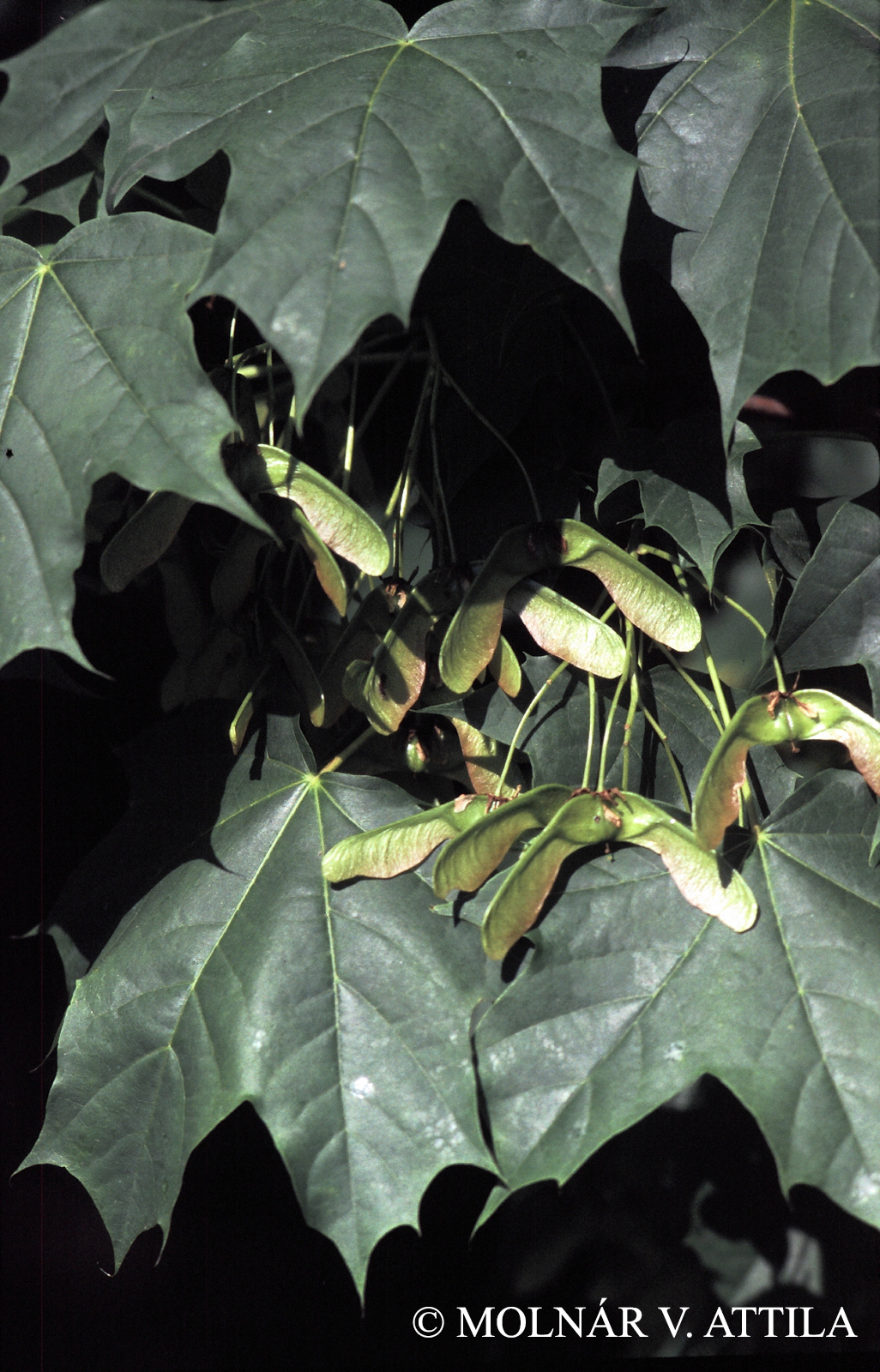 Acer platanoides L.