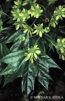 Acer platanoides L. 2.Kép
