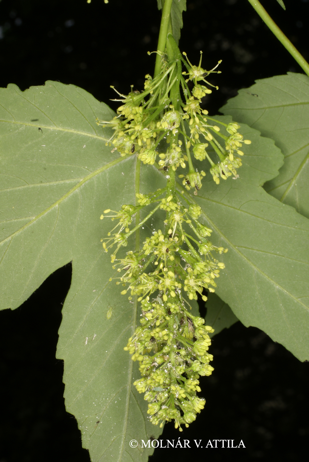 Acer pseudoplatanus L.