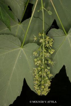 Acer pseudoplatanus L. 2.Kép