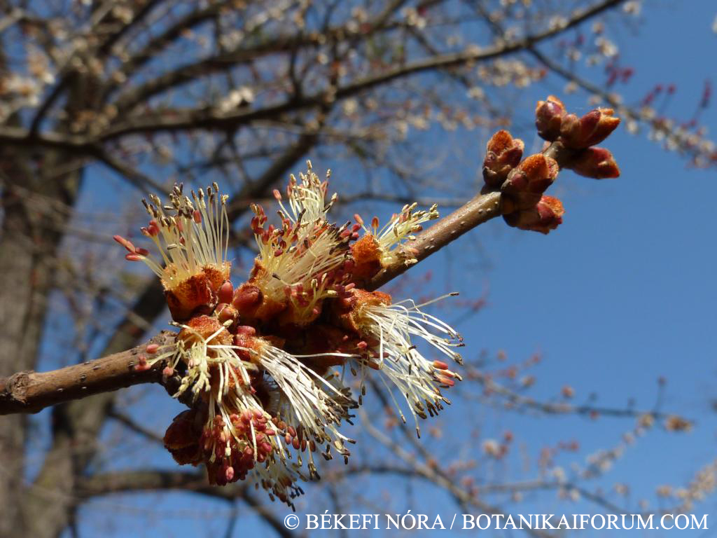 Acer saccharinum L.