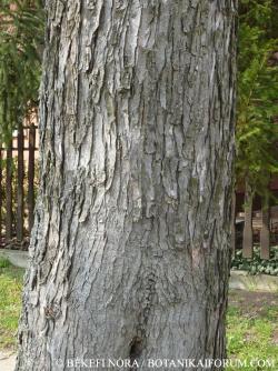 Acer saccharinum L. 2.Kép
