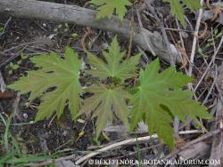 Acer saccharinum L. 3.Kép