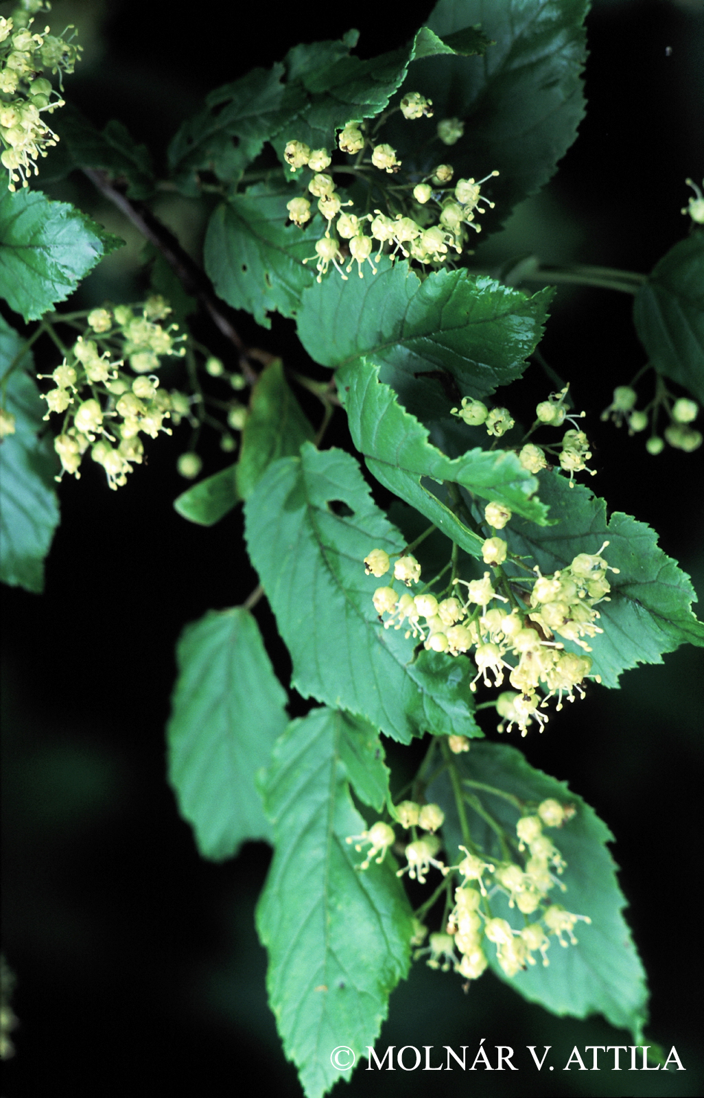 Acer tataricum L.