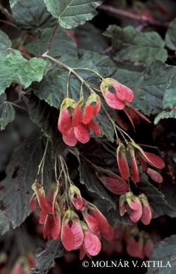Acer tataricum L. 2.Kép