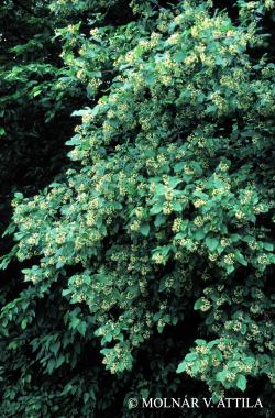 Acer tataricum L. 3.Kép