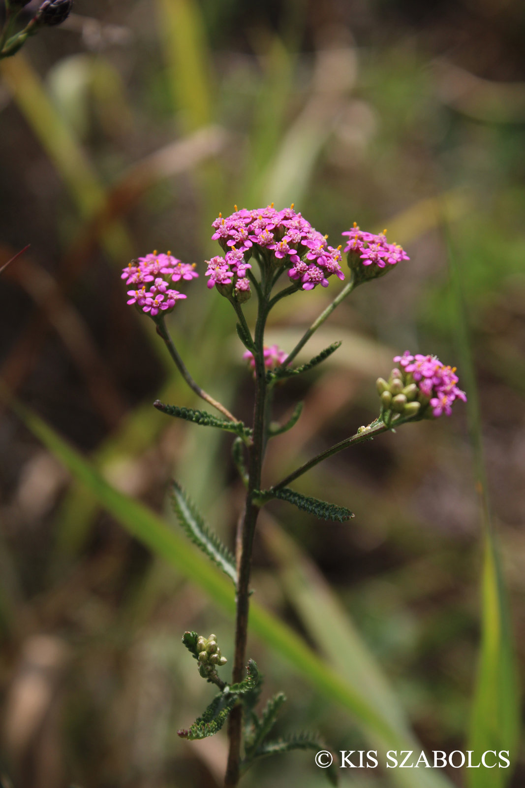 Achillea asplenifolia Vent.