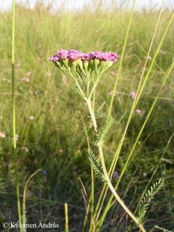 Achillea asplenifolia Vent. 2.Kép