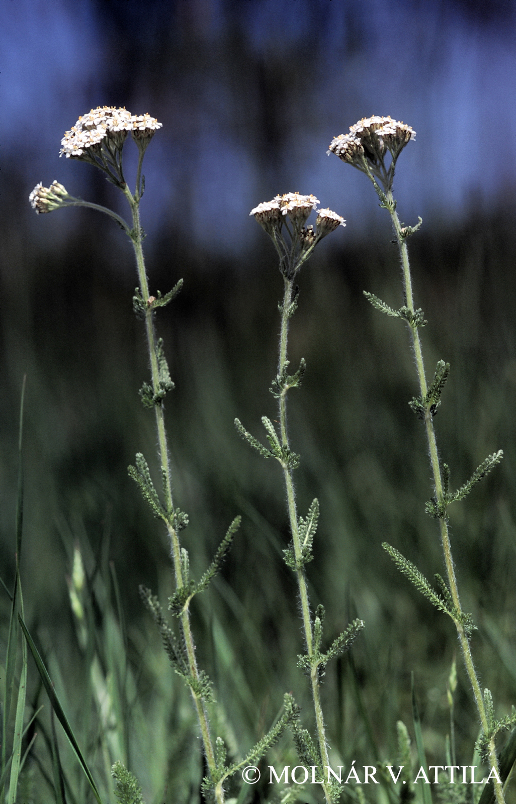 Achillea collina Becker ex Rchb.