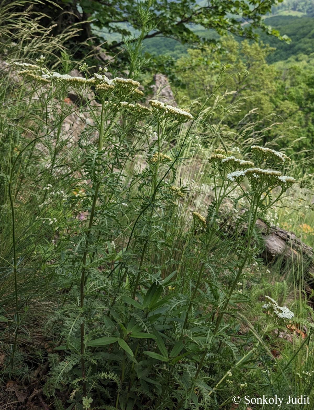 Achillea crithmifolia Waldst. et Kit.