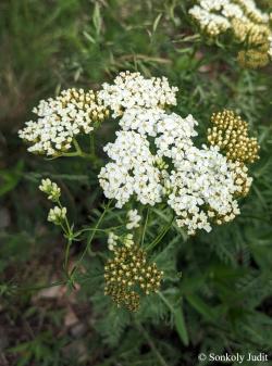 Achillea crithmifolia Waldst. et Kit. 2.Kép