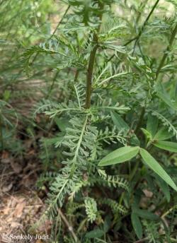 Achillea crithmifolia Waldst. et Kit. 3.Kép