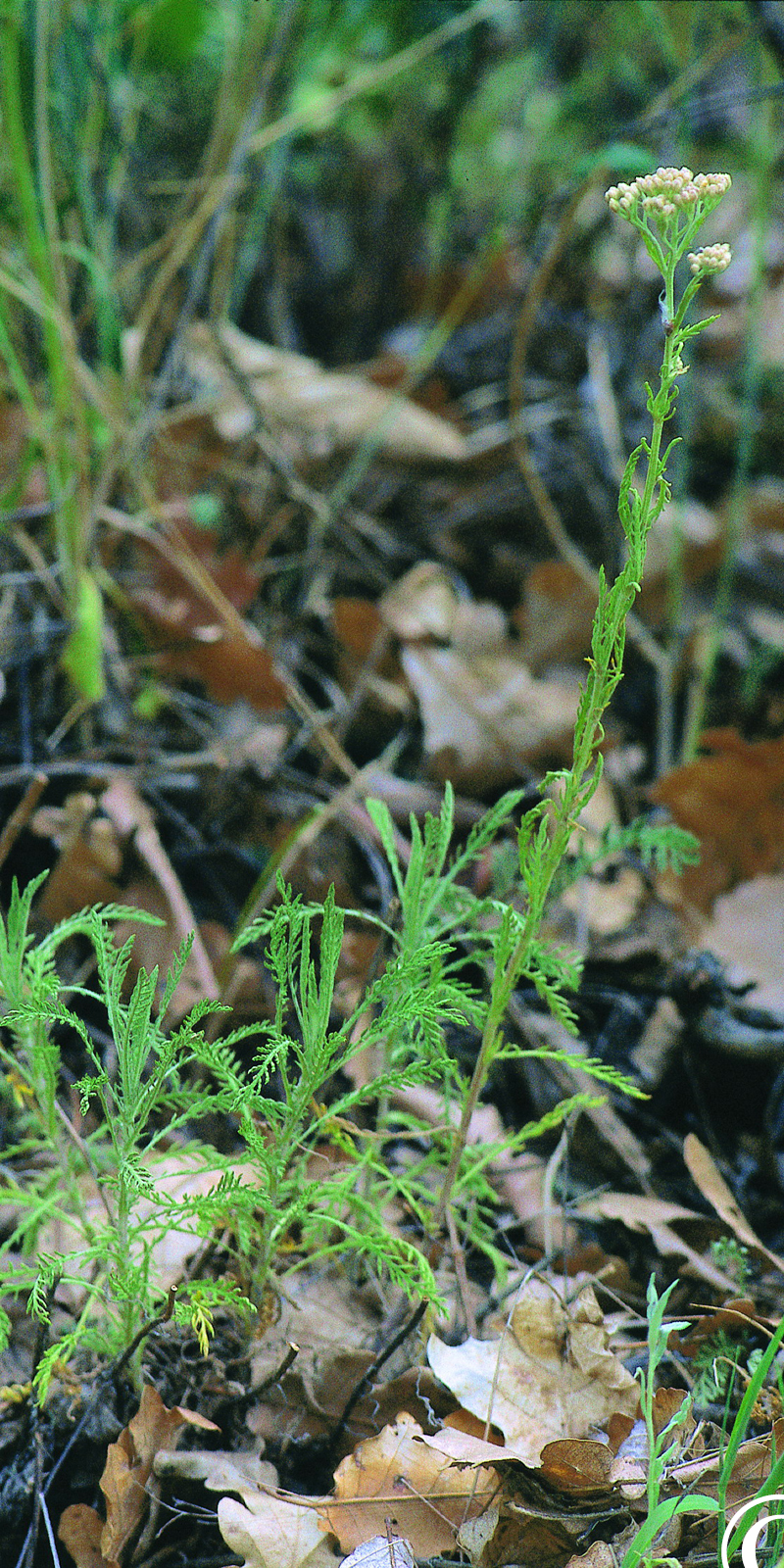 Achillea horanszkyi Ujhelyi