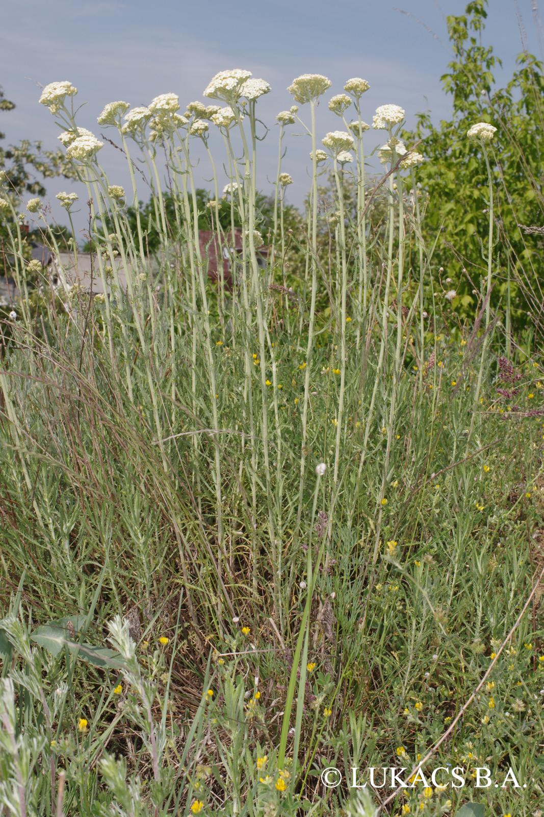 Achillea ochroleuca Ehrh.