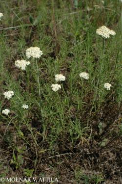 Achillea ochroleuca Ehrh. 2.Kép