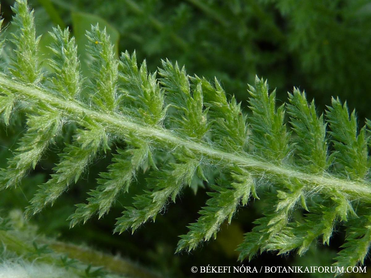 Achillea pannonica Scheele