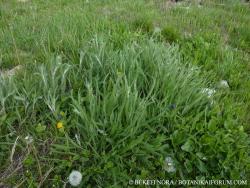 Achillea pannonica Scheele 2.Kép