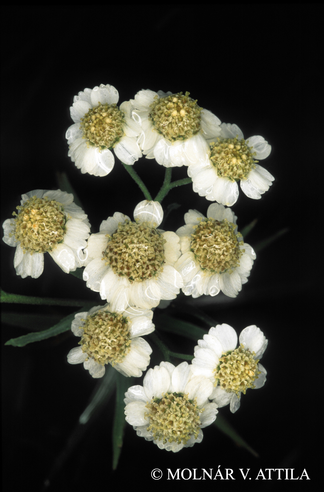Achillea ptarmica L.