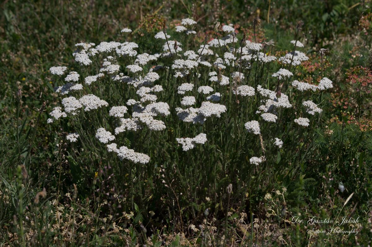 Achillea setacea Waldst. et Kit.