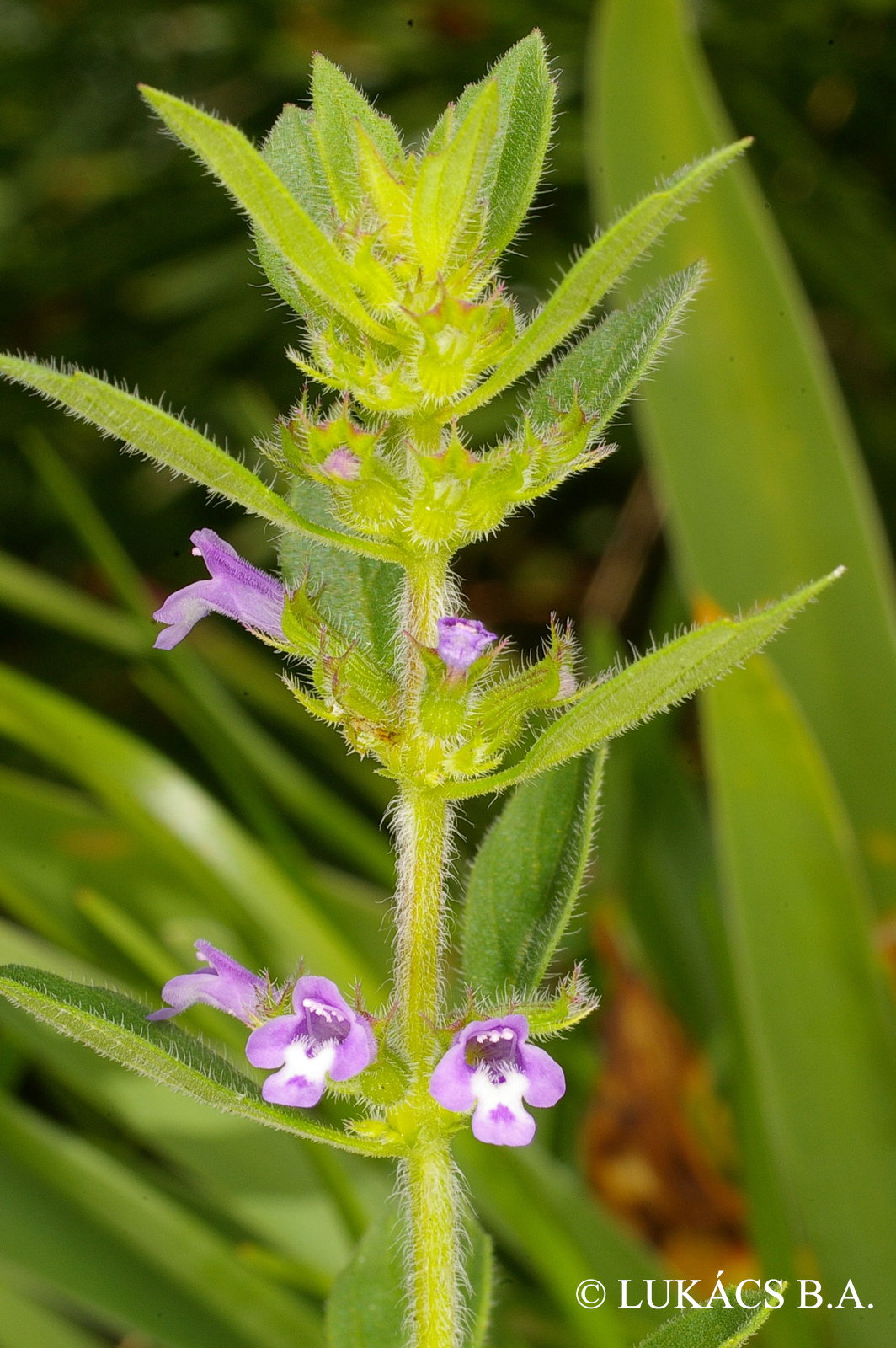 Acinos arvensis (Lam.) Dandy