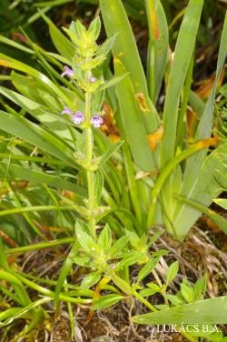 Acinos arvensis (Lam.) Dandy 2.Image