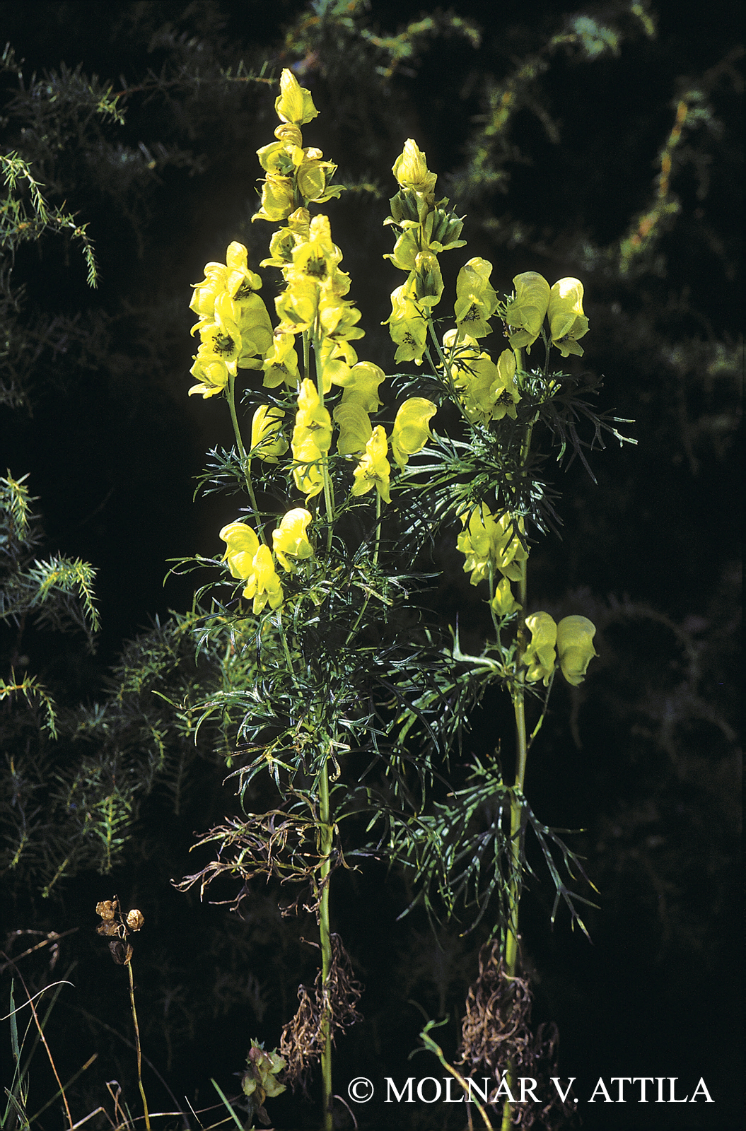 Aconitum anthora L.