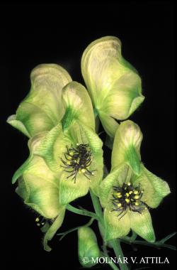 Aconitum anthora L. 2.Kép