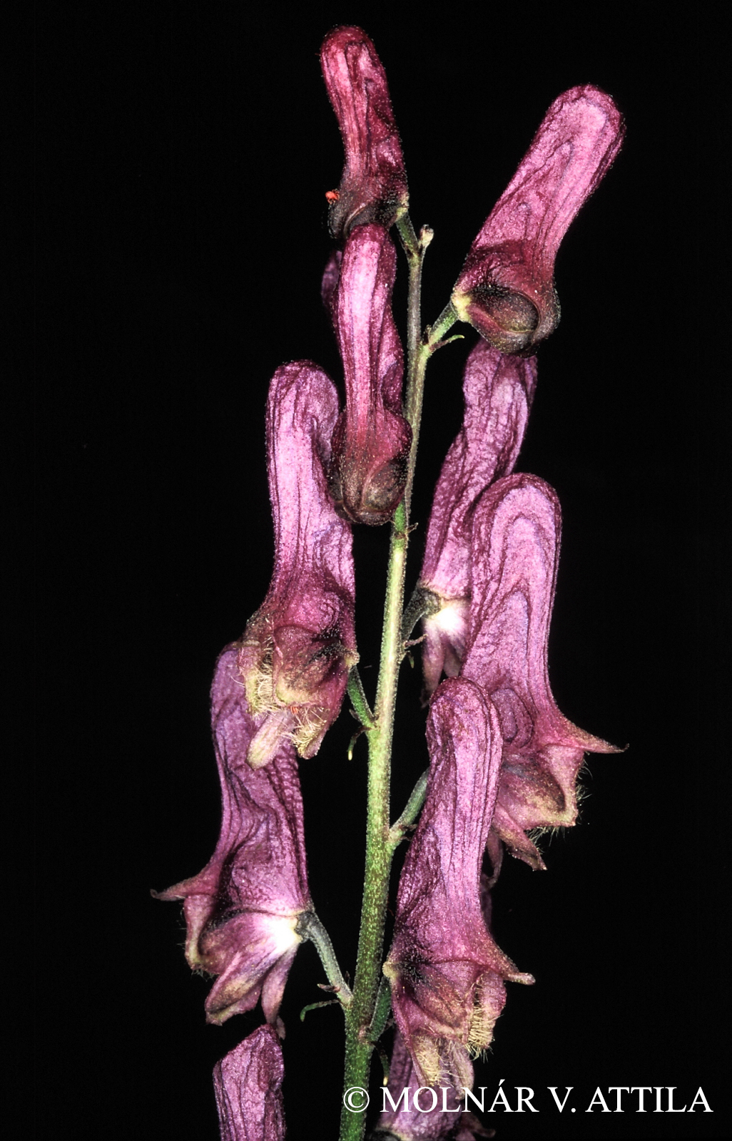 Aconitum moldavicum Hacq.