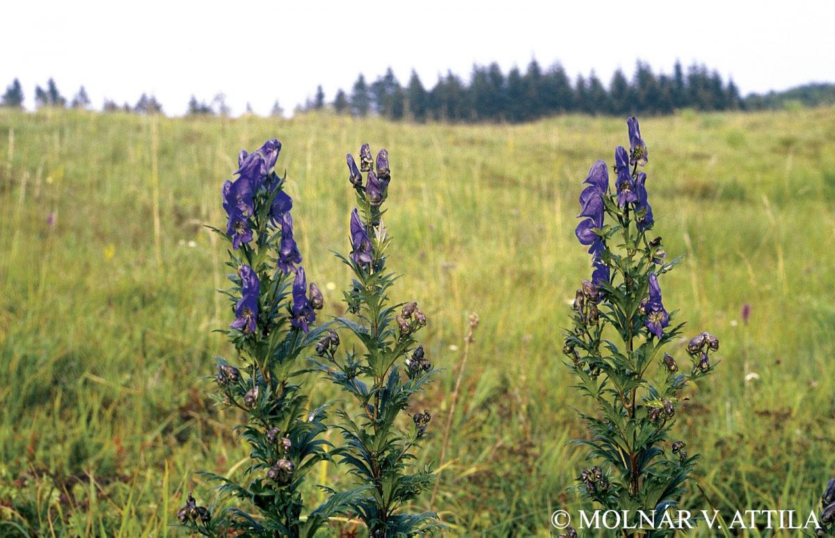 Aconitum variegatum L.