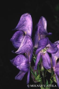 Aconitum variegatum L. 2.Kép