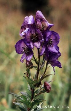 Aconitum variegatum L. 3.Kép