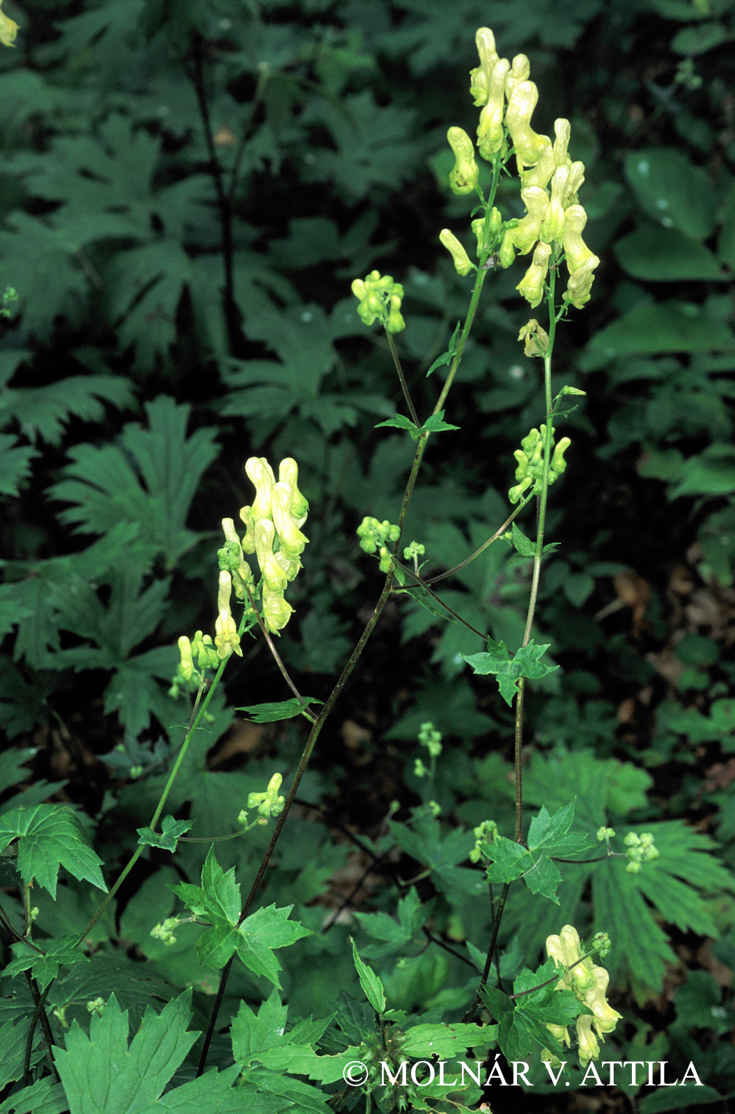 Aconitum vulparia Rchb.