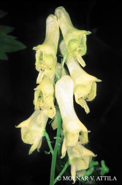 Aconitum vulparia Rchb. 2.Image