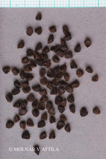 Aconitum vulparia Rchb. 4.Image