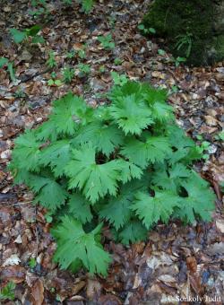 Aconitum vulparia Rchb. 3.Image