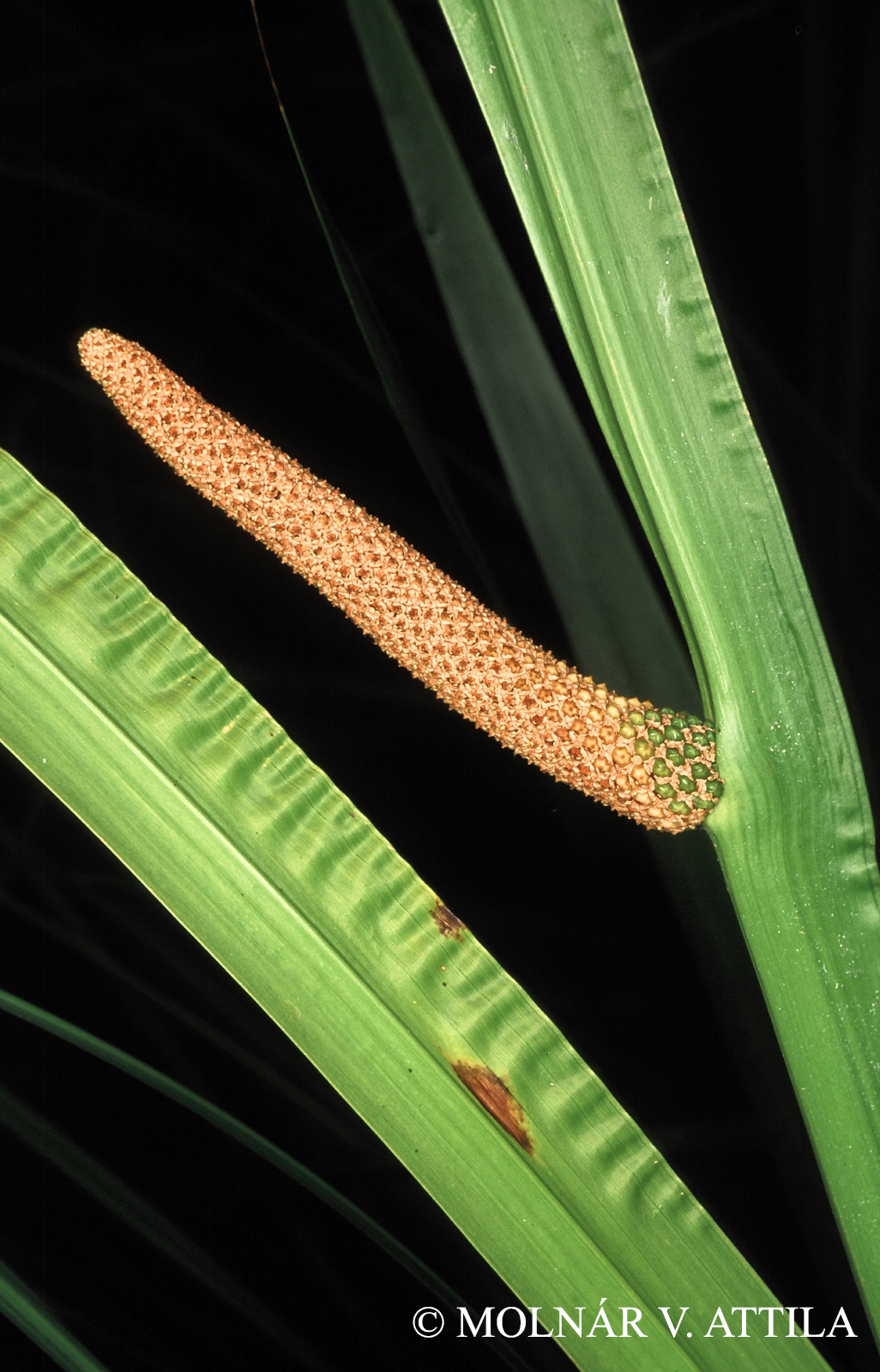 Acorus calamus L.